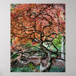 Gnarly Twisted Japansk Maple Träd Photo Poster