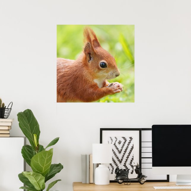 Gnistran i ekorren i Sol Poster (Hemmakontoret)