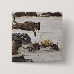 Gnu hoppar i Marafloden Knapp
