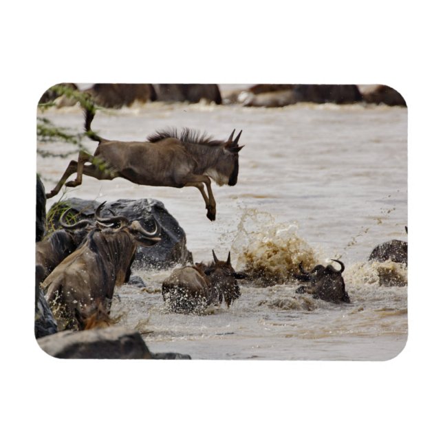 Gnu hoppar i Marafloden Magnet (Horisontell)