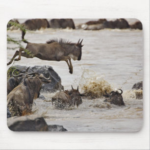 Gnu hoppar i Marafloden Musmatta