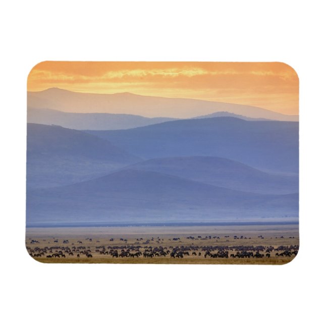 Gnu under migration, Connochaetes Magnet (Horisontell)