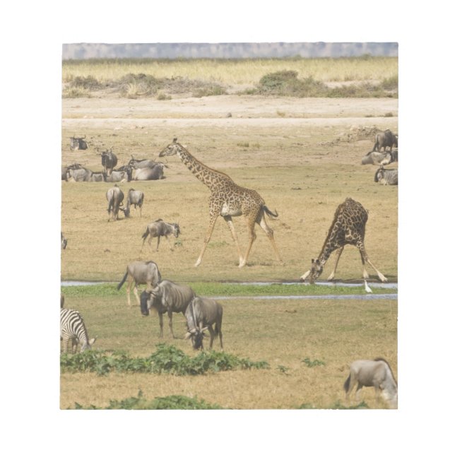 Gnu, zebror och giraffer anteckningsblock (Framsida)