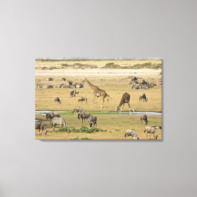 Gnu, zebror och giraffer canvastryck (Framsida)