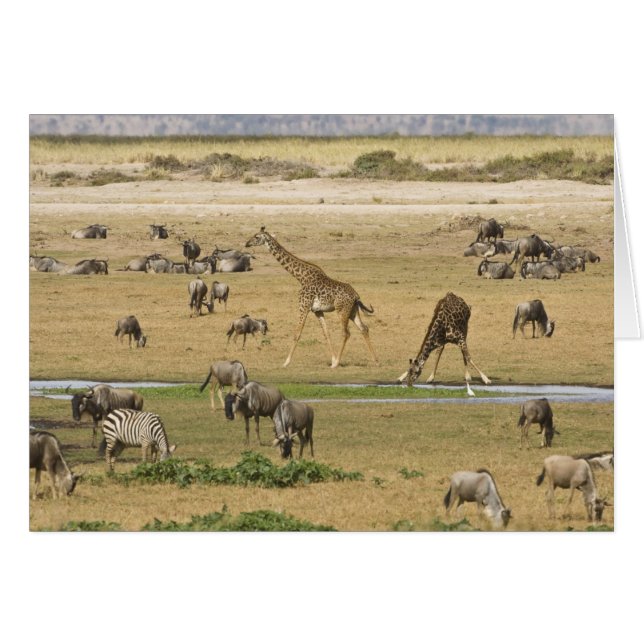 Gnu, zebror och giraffer hälsningskort (Framsidan Horizontal)