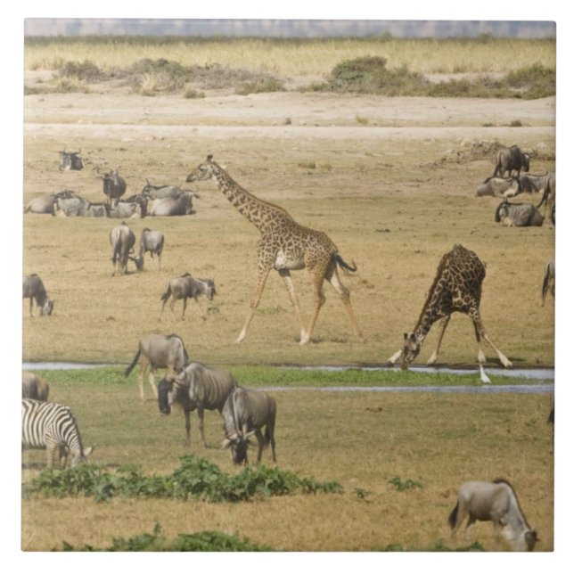 Gnu, zebror och giraffer kakelplatta (Framsidan)