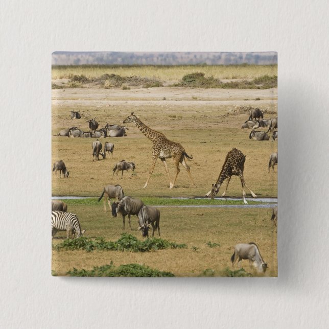 Gnu, zebror och giraffer knapp (Framsida)