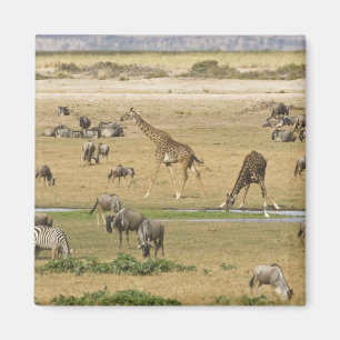 Gnu, zebror och giraffer magnet