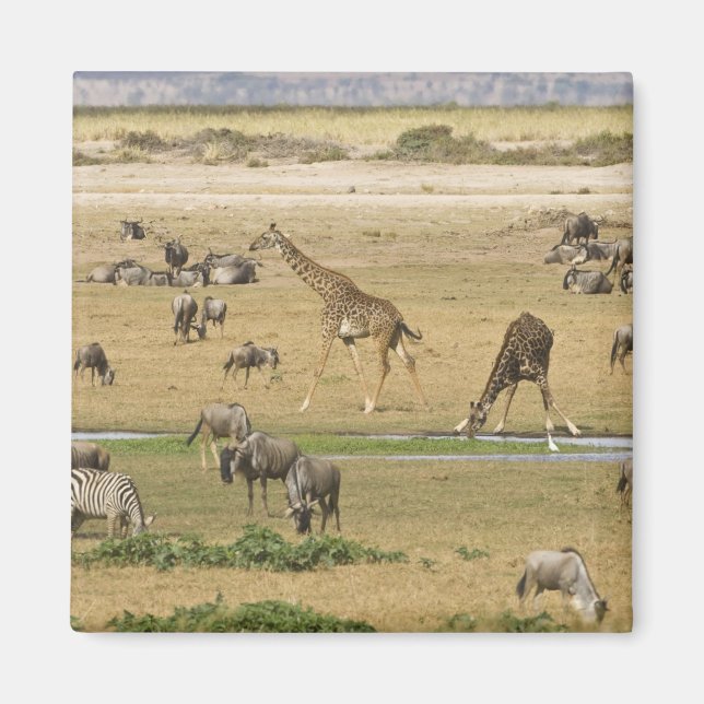 Gnu, zebror och giraffer magnet (Framsidan)
