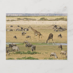 Gnu, zebror och giraffer vykort