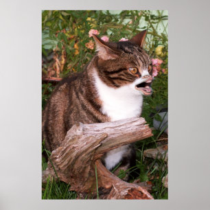 Goacat affisch