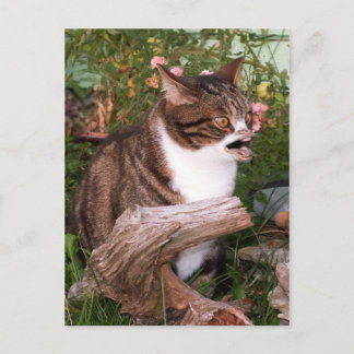 Goacat vykort