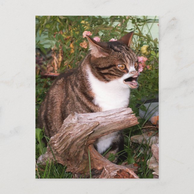 Goacat vykort (Framsida)