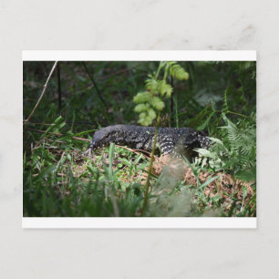 GOANNA EUNGELLA NATIONAL PARK QUEENSLAND AUSTRALIA VYKORT