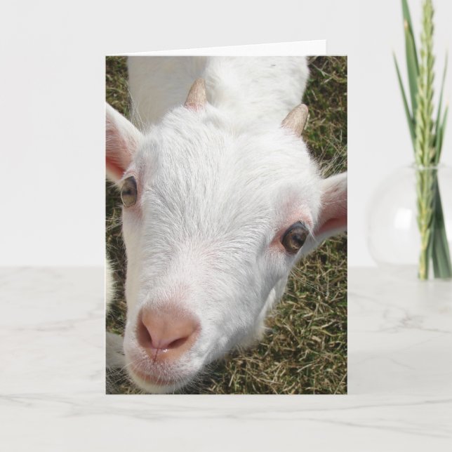 Goat Ansikte Kort (Framsida)