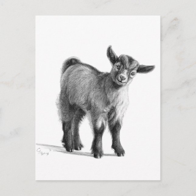 Goat baby G097 Vykort (Framsida)