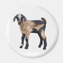 Goat baby magnet