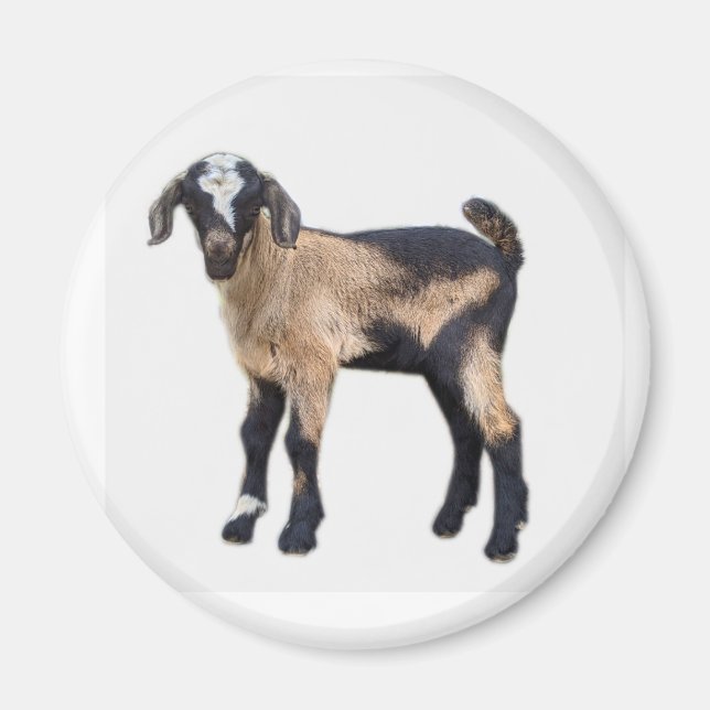 Goat baby magnet (Framsidan)