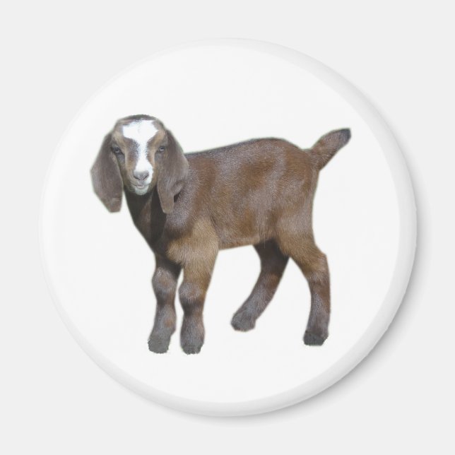 Goat baby magnet (Framsidan)