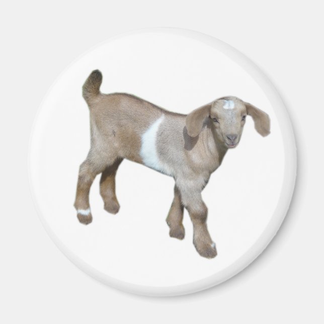 Goat baby magnet (Framsidan)