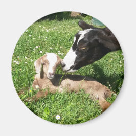 Goat baby magnet