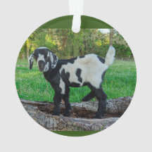 Goat baby ornament 2 bilder
