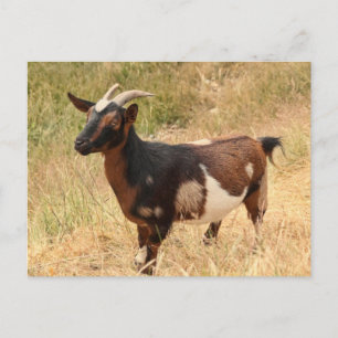 Goat Bild Vykort