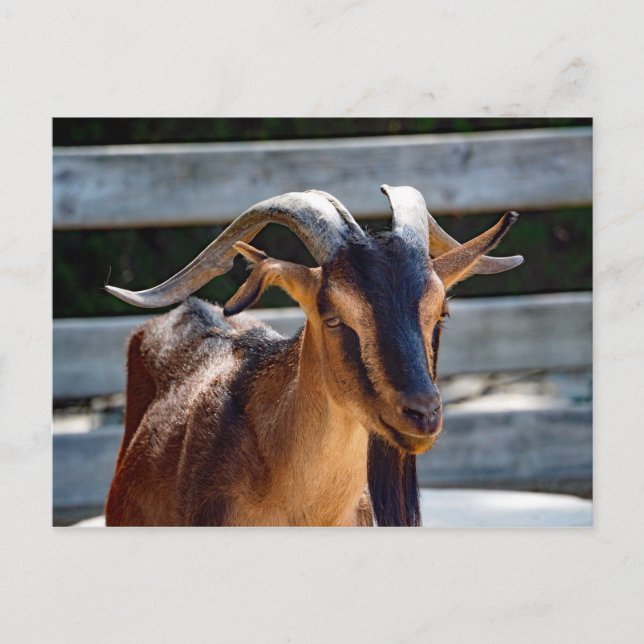 Goat Black Brown Horns Animal Photo Vykort (Framsida)