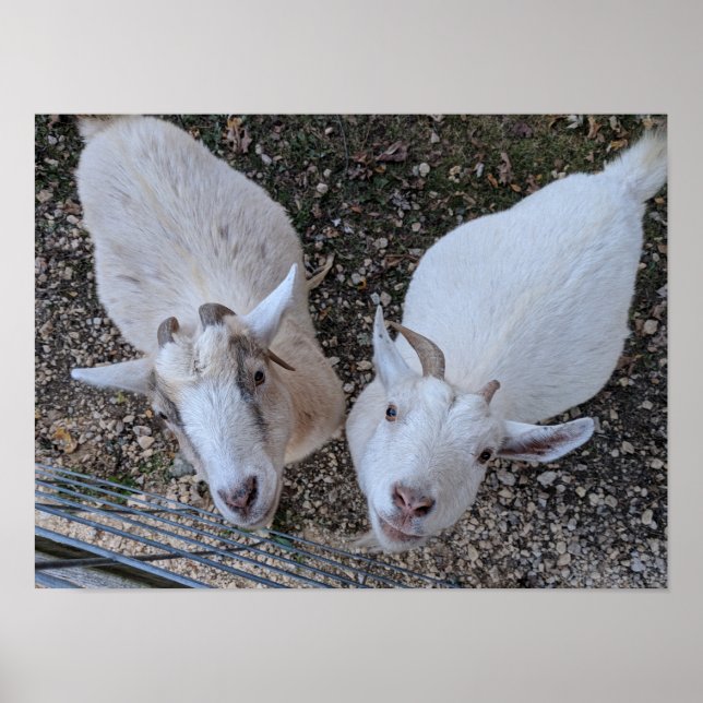 Goat Bros Poster (Framsidan)