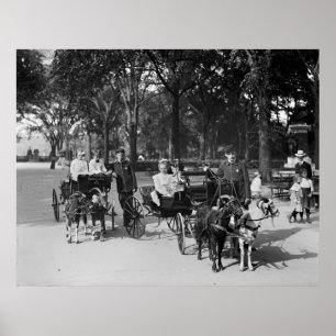 Goat Carriage Ride, tidigt 1900-talet Poster