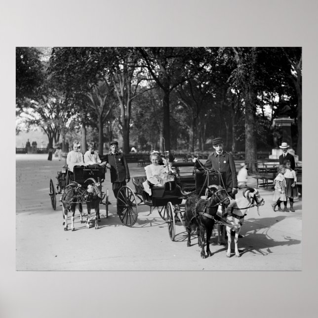 Goat Carriage Ride, tidigt 1900-talet Poster (Framsidan)