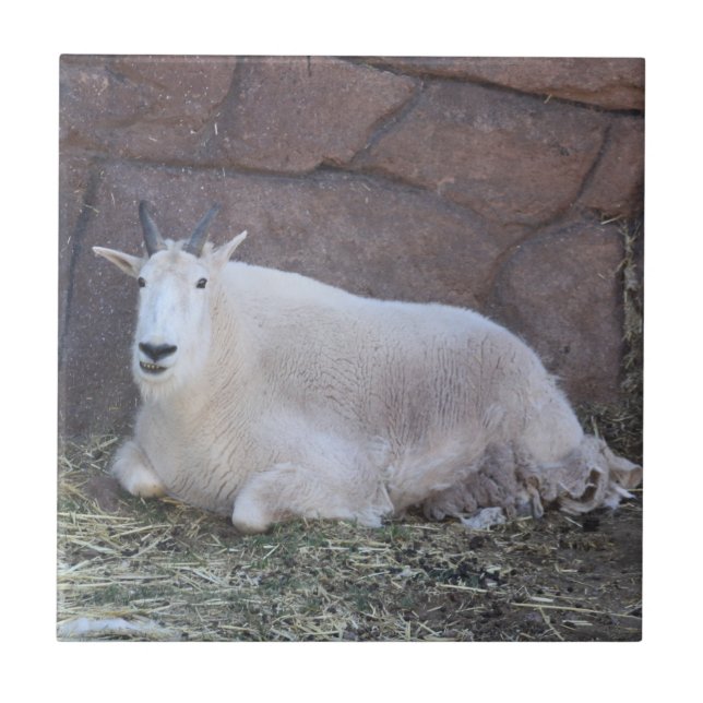 Goat Ceramic Tile Kakelplatta (Framsidan)