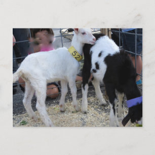 Goat Duo Vykort