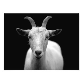 Goat Fototryck