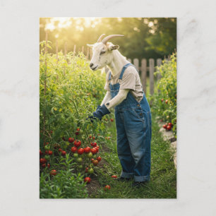 Goat Gardener Vykort