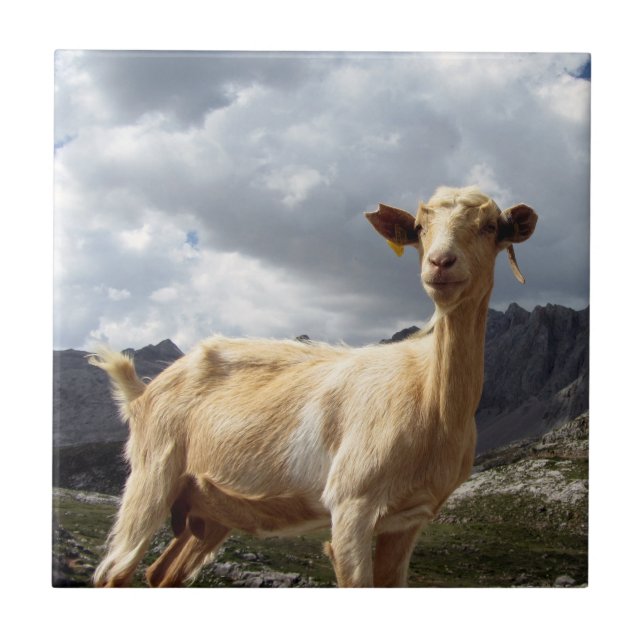 Goat i bergen i Asturien, Spanien Kakelplatta (Framsidan)