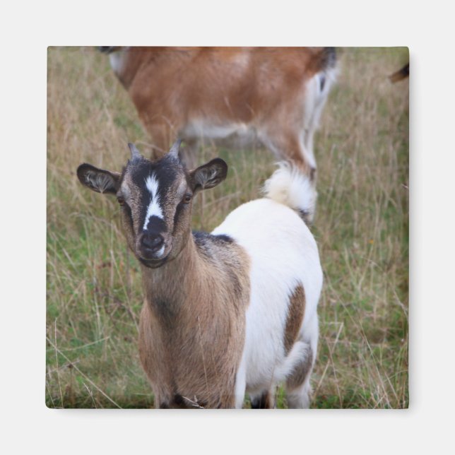 Goat i fält magnet (Framsidan)