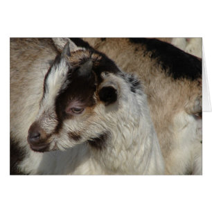 Goat Kid Hälsningskort