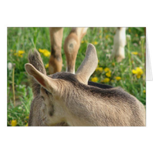 Goat Kid Hälsningskort