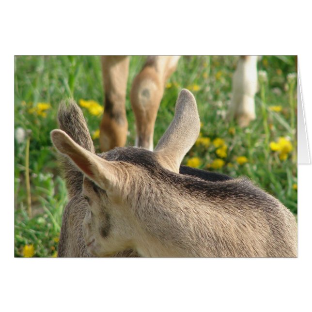Goat Kid Hälsningskort (Framsidan Horizontal)