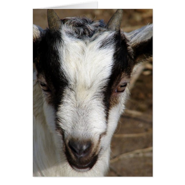 Goat Kid Hälsningskort (Framsidan)