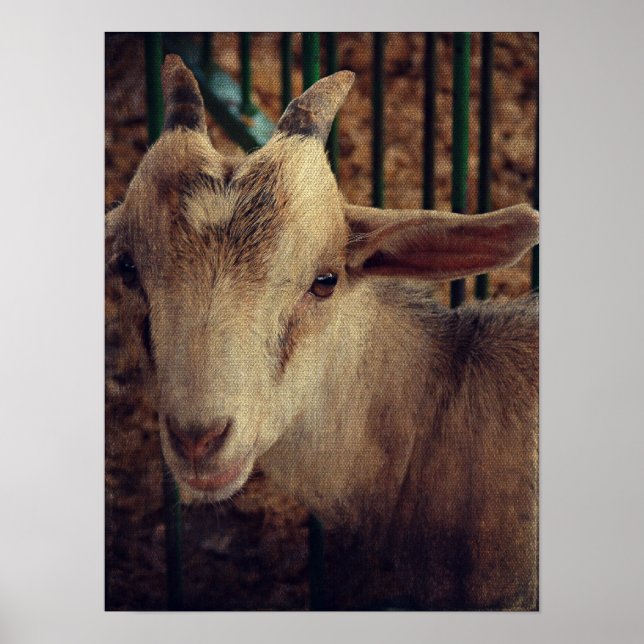 Goat Kid på grevskapsmässan Poster (Framsidan)