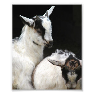 Goat Kids Fototryck