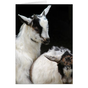 Goat Kids Hälsningskort