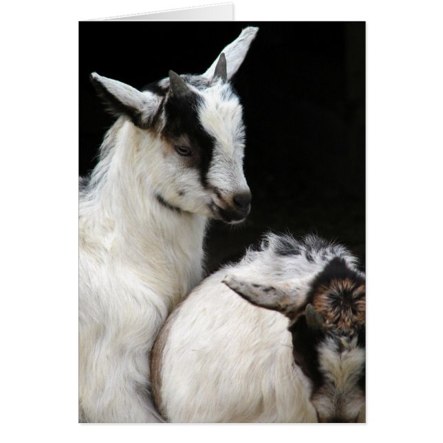 Goat Kids Hälsningskort (Framsidan)