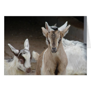 Goat Kids Hälsningskort