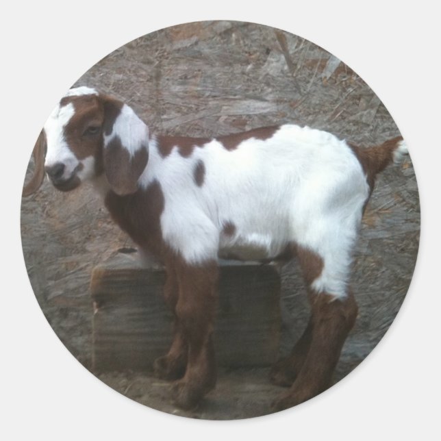 Goat killdekal runt klistermärke (Framsida)
