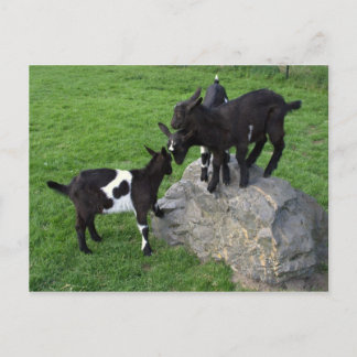 Goat killingar vykort