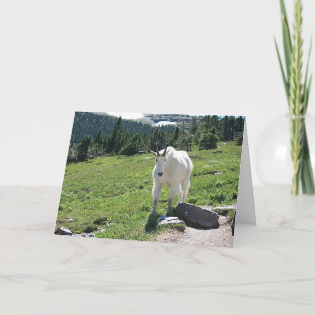 Goat Kort (Framsida)