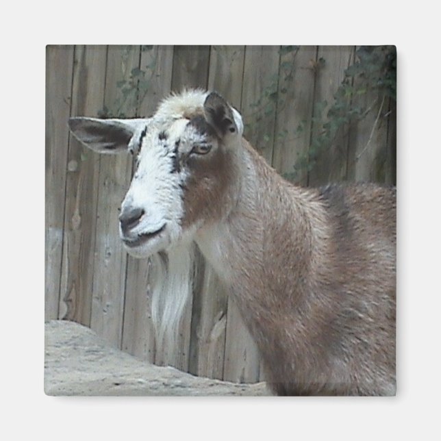 Goat Magnet (Framsidan)